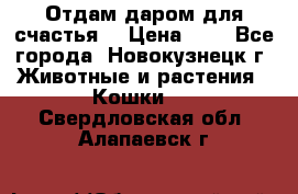 Отдам даром для счастья. › Цена ­ 1 - Все города, Новокузнецк г. Животные и растения » Кошки   . Свердловская обл.,Алапаевск г.